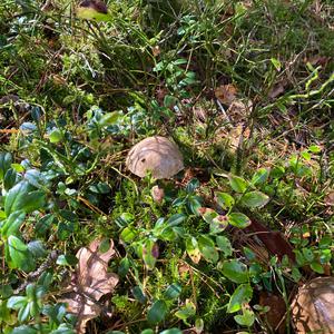 Scaber Stalk, Common