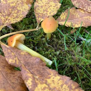 Blackening Wax-cap
