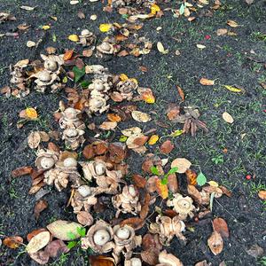 Halskrausen-Erdstern