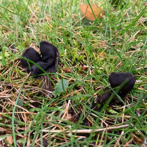Fluted Black Helvella
