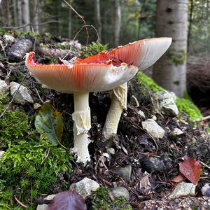 Fliegenpilz