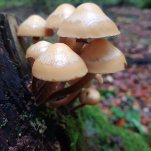 Changing Pholiota
