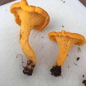Chanterelle, Common