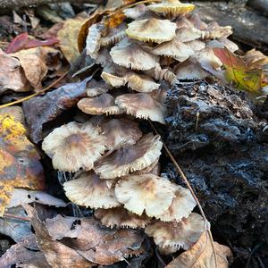 Unknown Species
