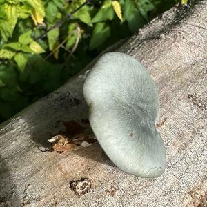 Anise-scented Clitocybe