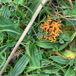 Unknown Species