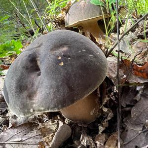 Schwarzhütiger Steinpilz