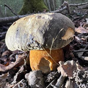 Schwarzhütiger Steinpilz