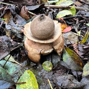 Collared Earthstar