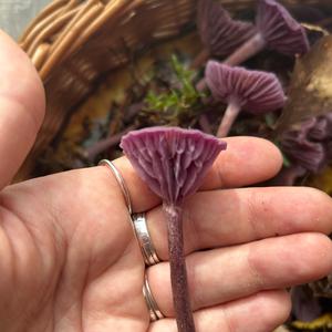 Amethyst Deceiver