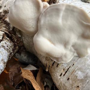 Unknown Species