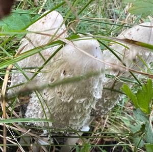 Shaggy Mane