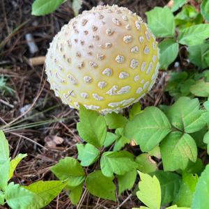 Gemmed Amanita