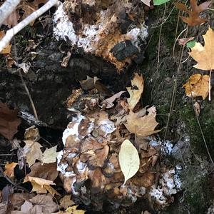 Hen-of-the-Woods
