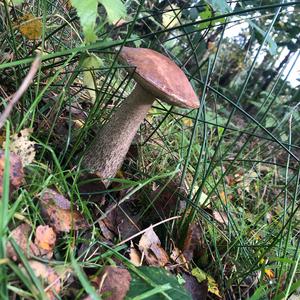 Scaber Stalk, Common