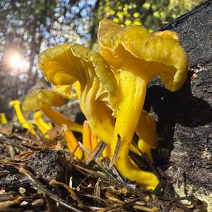 Trumpet Chanterelle
