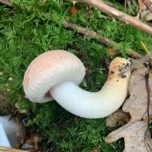 Unknown Species