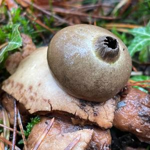 Unknown Species