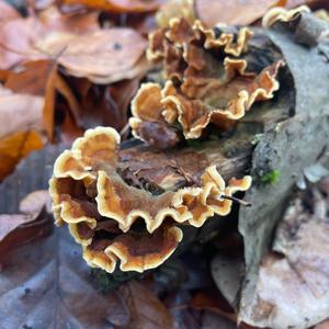 Schmetterlings-Tramete