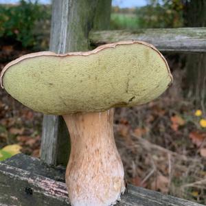 Summer Bolete