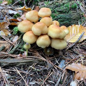 Unknown Species