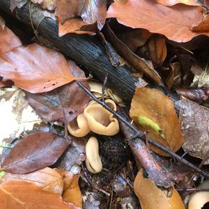 Lemon Peel Fungus