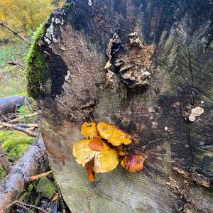 Golden Pholiota