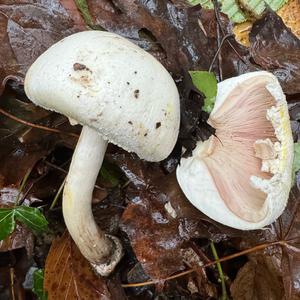 Weißer Giftchampignon