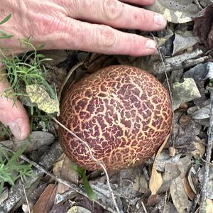 Unknown Species