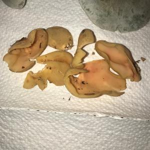 Lemon Peel Fungus