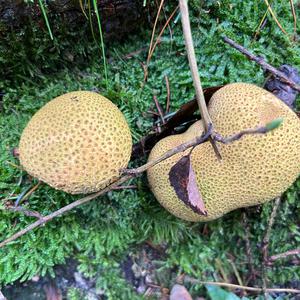 Stump Puffball