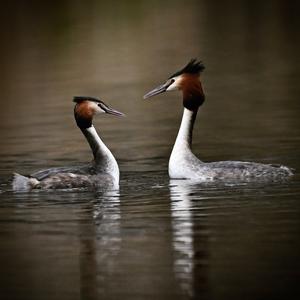 Great Crested Grebe
