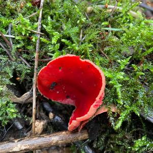 Unknown Species