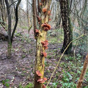 Tree-Ear