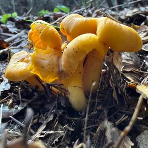 Chanterelle, Common