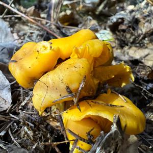 Chanterelle, Common
