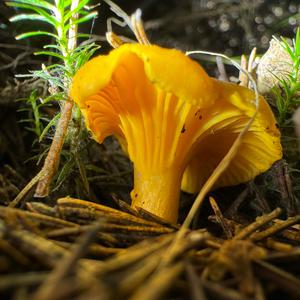 Chanterelle, Common