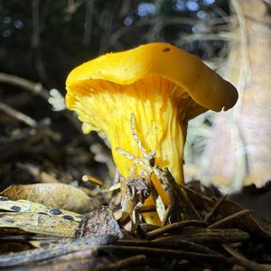Chanterelle, Common