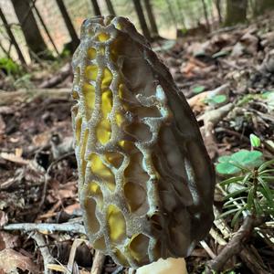 Black Morel