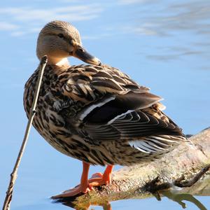 Stockente