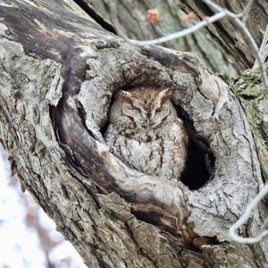 Eastern Screech-owl