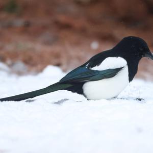 Black-billed Magpie