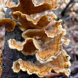 Unknown Species