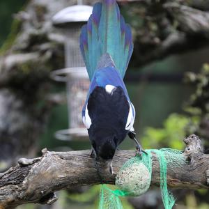 Black-billed Magpie