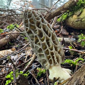 Black Morel