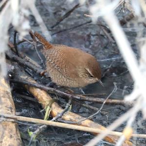 Winter Wren