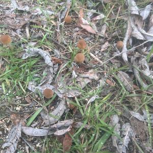 Unknown Species