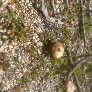 Unknown Species