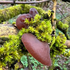 Tree-Ear