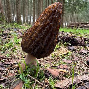 Black Morel